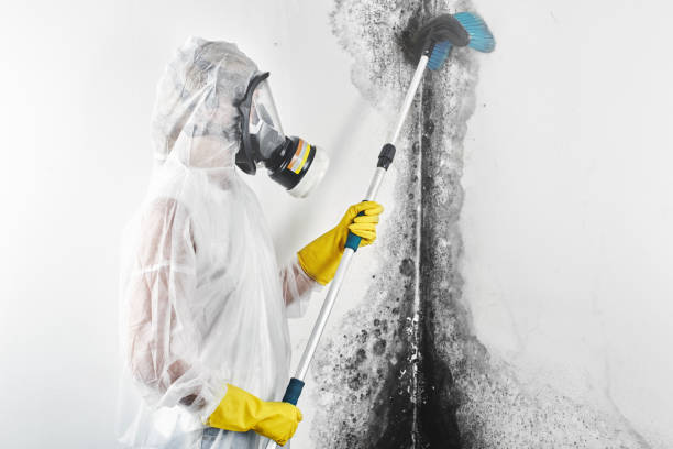 Best Mold Damage Restoration  in Braddock Heights, MD