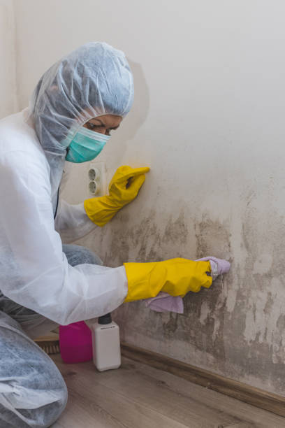 Best Asbestos and Lead Testing During Mold Inspection  in Braddock Heights, MD