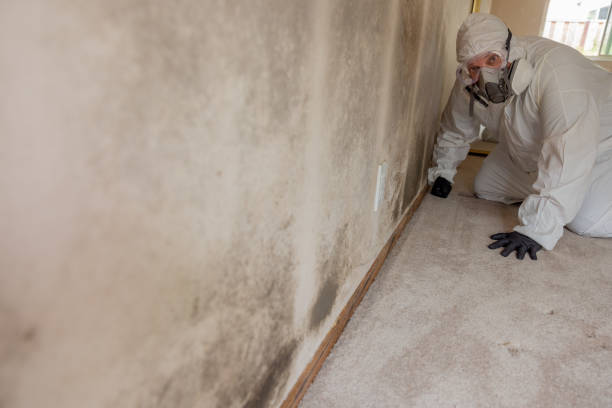 Best Black Mold Removal  in Braddock Heights, MD